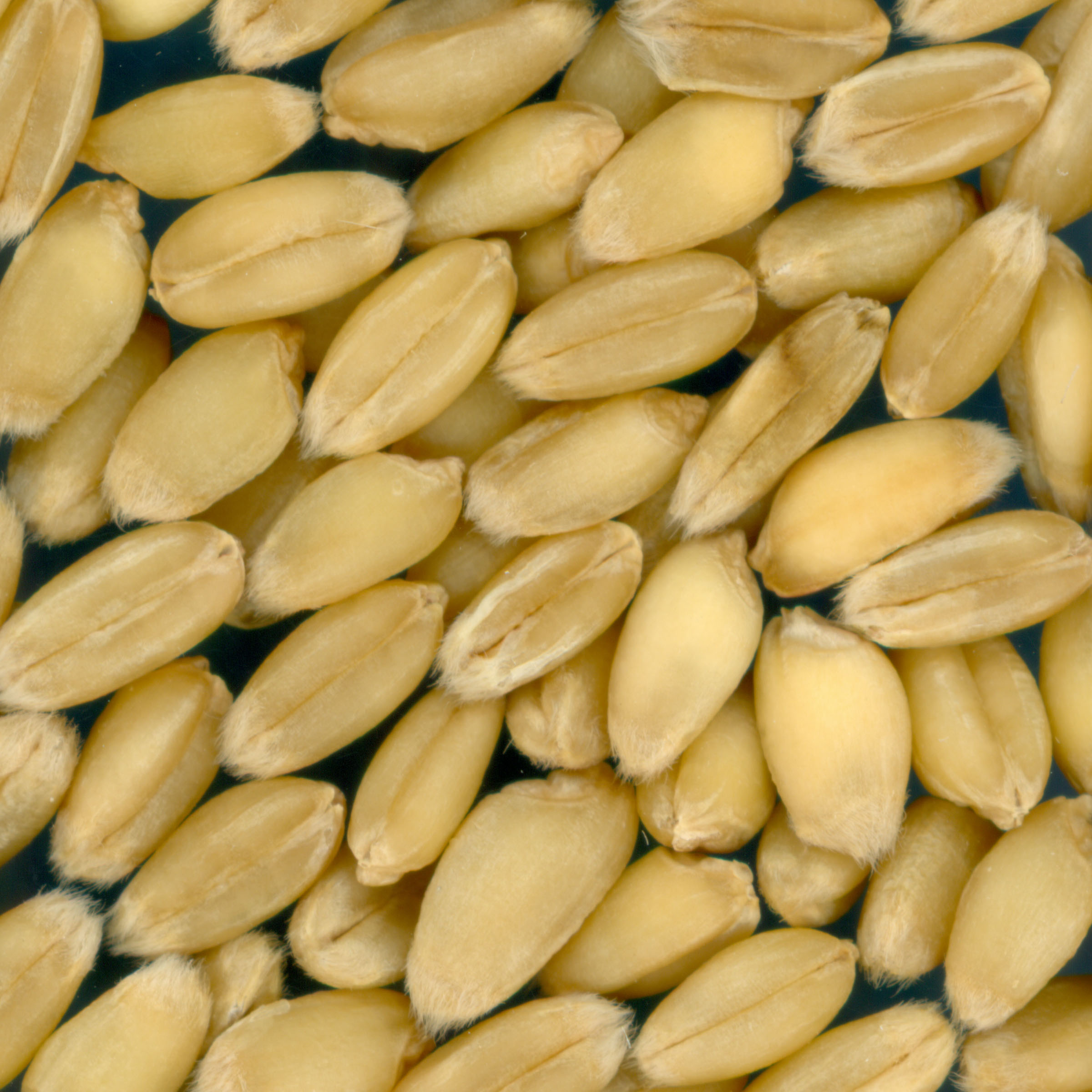 Click for 2 image(s) for this accession. KERNELS